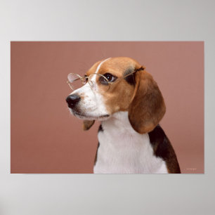 Beagle Poster
