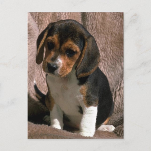 Beagle pup postcard (Front)