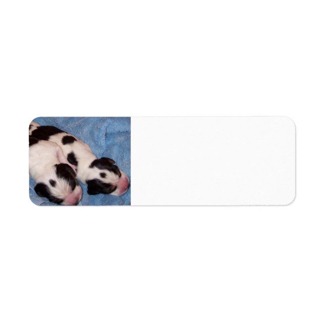 Beagle Puppies (Front)