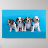 Beagle Puppies