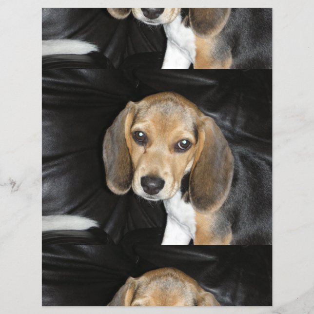 beagle puppy 2 (Front)