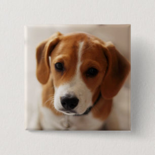 Beagle Puppy 2 2 Inch Square Button