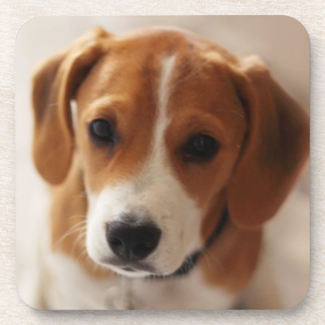 Beagle Puppy 2 Coaster (Front)