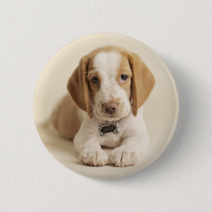 Beagle Puppy 2 Inch Round Button