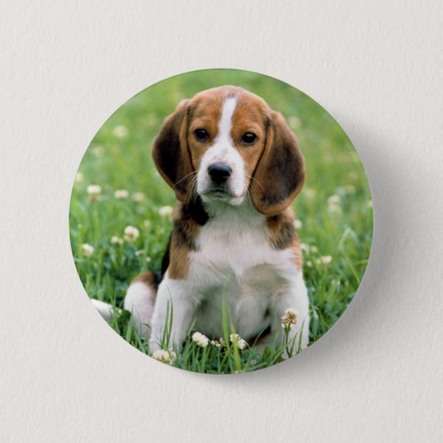 Beagle Puppy 2 Inch Round Button (Front)