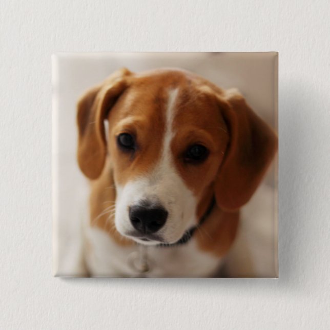 Beagle Puppy 2 Inch Square Button (Front)