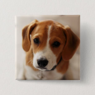 Beagle Puppy 2 Inch Square Button