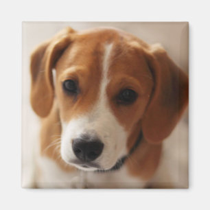 Beagle Puppy 2 Magnet