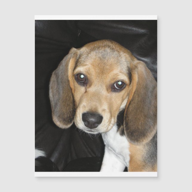 beagle puppy 2.png (Front)