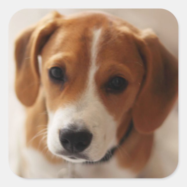 Beagle Puppy 2 Square Sticker (Front)
