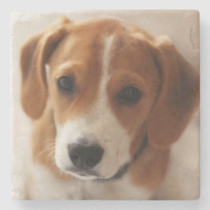 Beagle Puppy 2 Stone Coaster