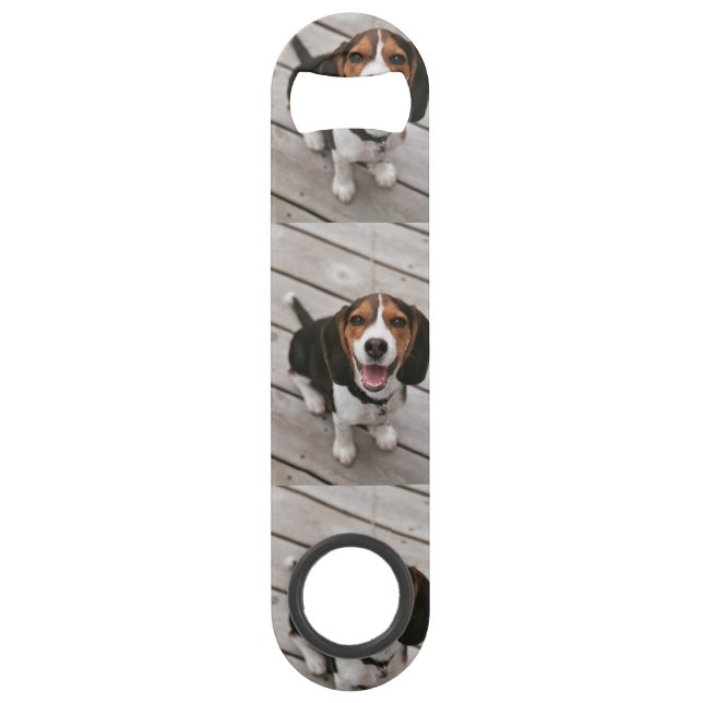 Beagle_puppy assis (Devant)