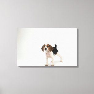 Beagle puppy canvas print