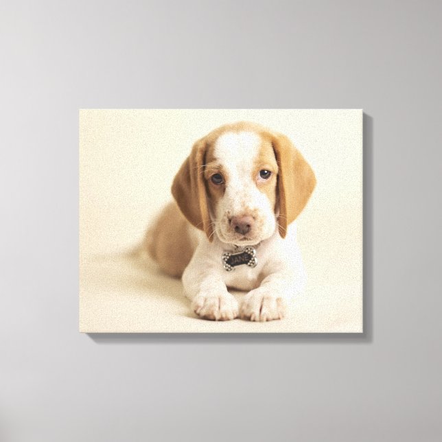 Beagle Puppy Canvas Print (Front)