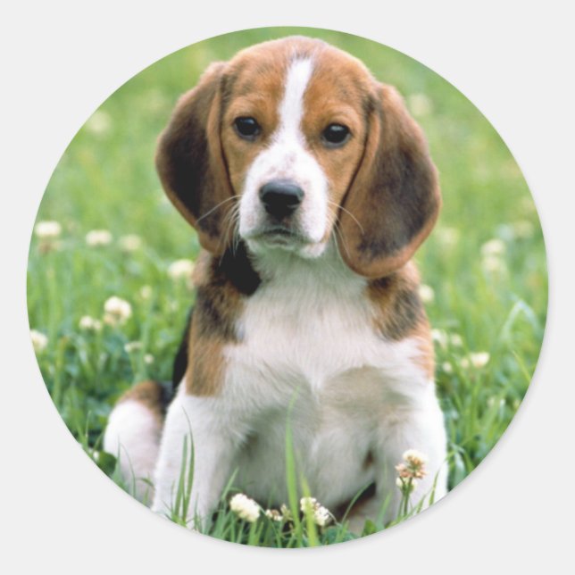 Beagle Puppy Classic Round Sticker (Front)