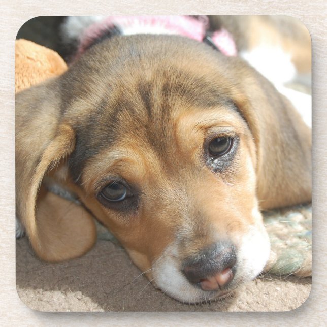 Beagle Puppy Coasters (Front)