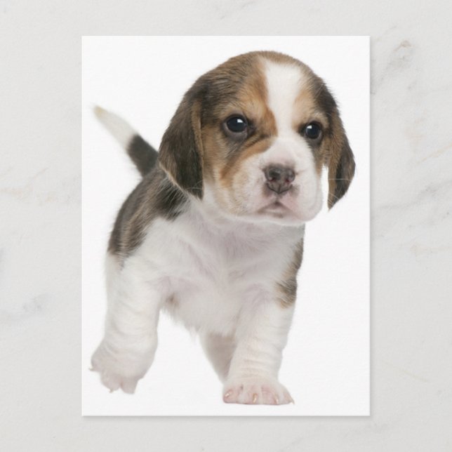 Beagle Puppy Dog Greeting Post Card (Front)