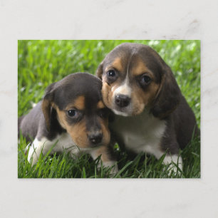 Beagle Puppy Dog Greeting Post Card