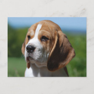 Beagle Puppy Dog Greeting Post Card