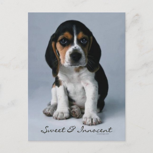 Beagle Puppy Dog Photo Postcard (Front)