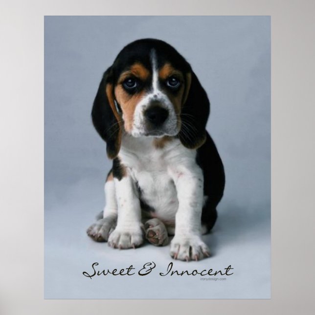 Beagle Puppy Dog Poster (Front)