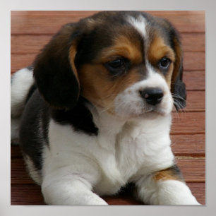 Beagle Puppy Dog Poster Print