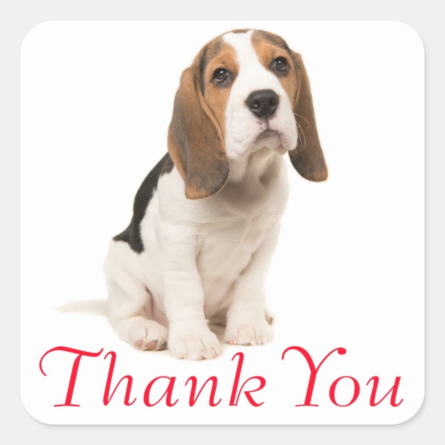 Beagle Puppy Dog Red Thank You - Wedding Party Square Sticker (Front)