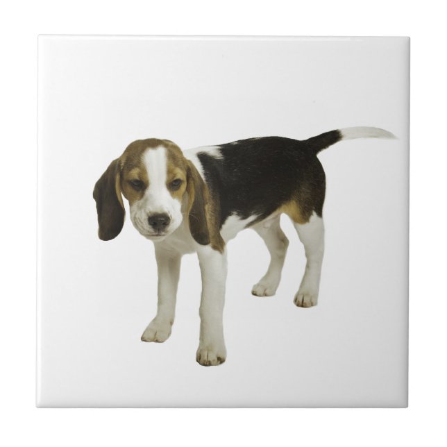 Beagle Puppy Dog Tile (Front)
