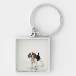 Beagle puppy keychain