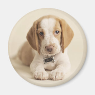 Beagle Puppy Magnet