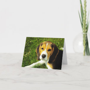 Beagle Puppy Note Card