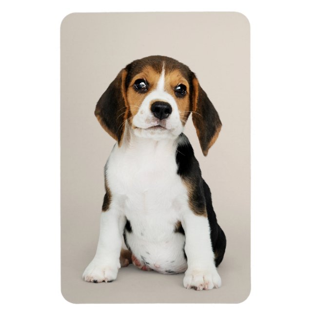 Beagle Puppy, Oh So Cute Magnet (Vertical)