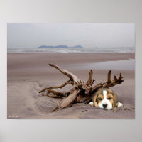 Beagle Puppy On The Beach Poster