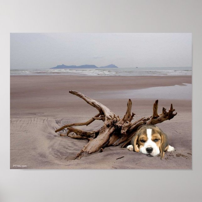 Beagle Puppy On The Beach Poster (Front)