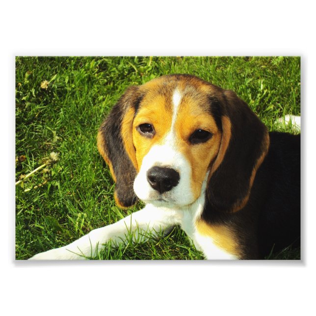 Beagle Puppy Photo (Front)