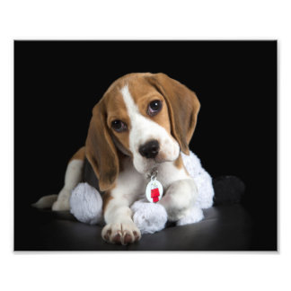 Beagle Puppy Photo Print