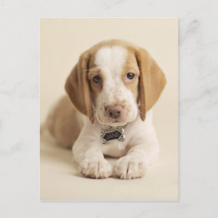Beagle Puppy Postcard