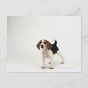 Beagle puppy postcard