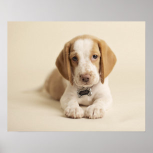 Beagle Puppy Poster
