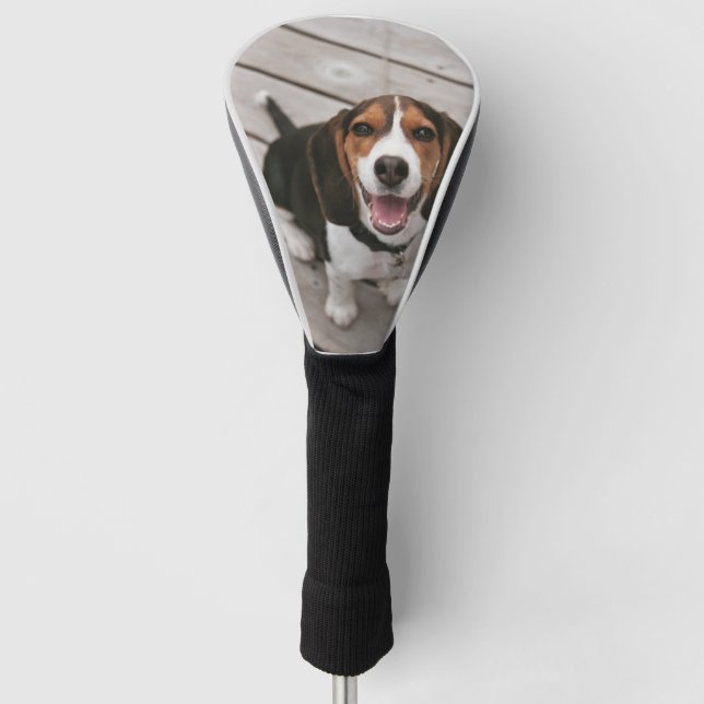 Beagle_puppy sitting golf head cover (Front)