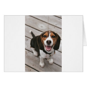 Beagle_puppy sitting.png