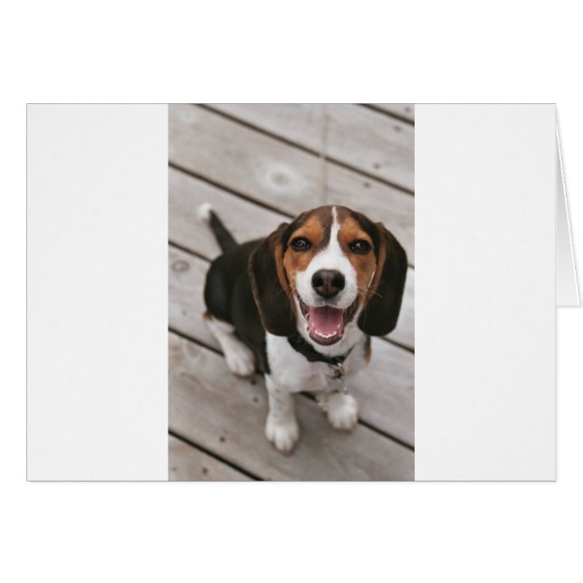 Beagle_puppy sitting.png (Front Horizontal)