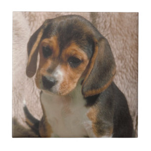 Beagle Puppy Tile