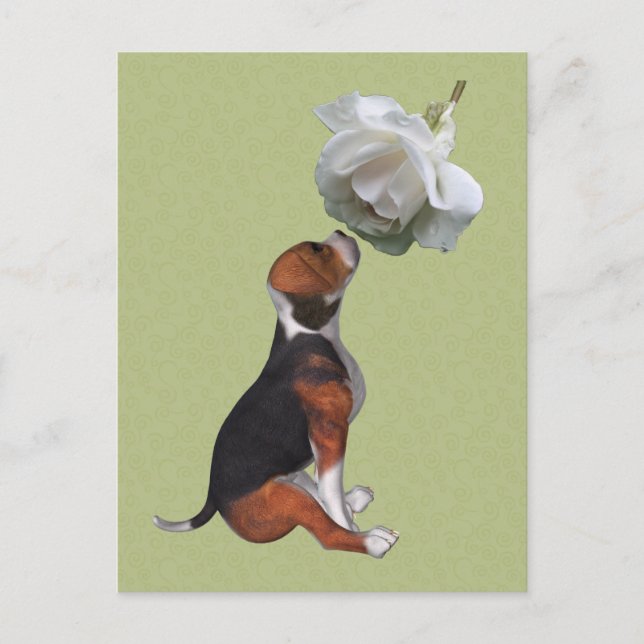 Beagle Puppy White Rose Cute Dog Postcard (Front)