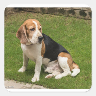 Beagle Square Sticker