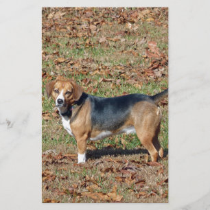 Beagle Stationery