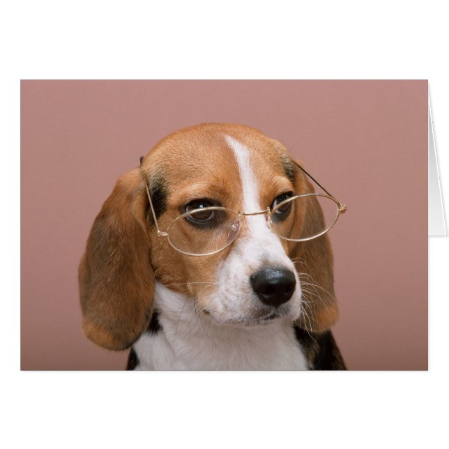 Beagle with Glasses (Front Horizontal)