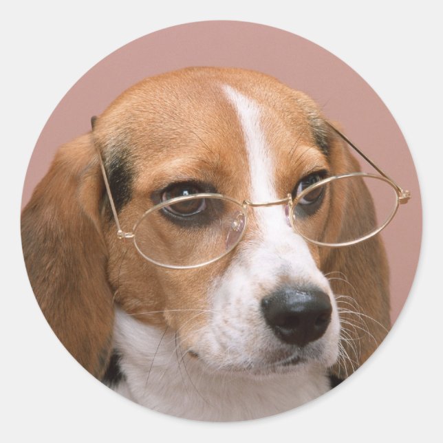 Beagle with Glasses Classic Round Sticker (Front)