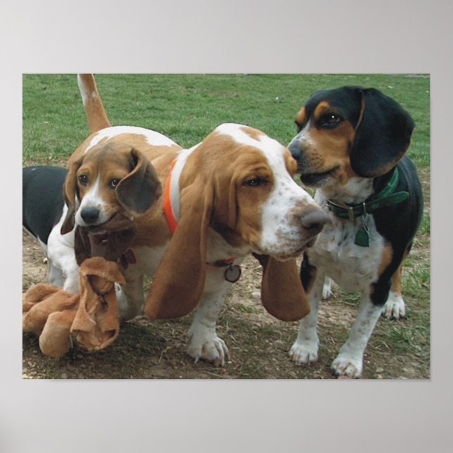 Beagles & Basset Hound Friends Poster (Front)