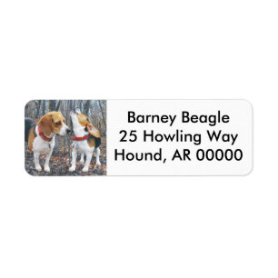 Beagles dans les bois